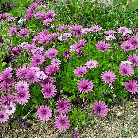 Quinta Ribeiro Tanquinhos Landhuis