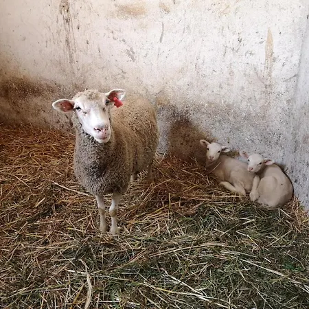 Country house Quinta Ribeiro Tanquinhos Tancos