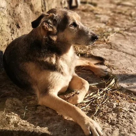 Hétvégi ház Quinta Ribeiro Tanquinhos