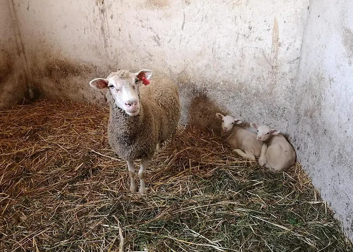 Casa de Campo Quinta Ribeiro Tanquinhos Tancos