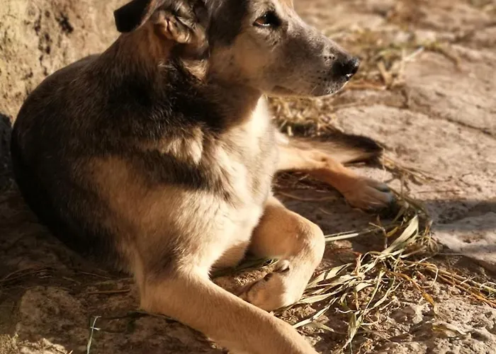 Casa de Campo Quinta Ribeiro Tanquinhos